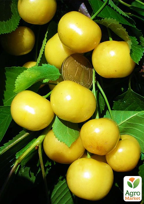 

Черешня пірамідальна жовта