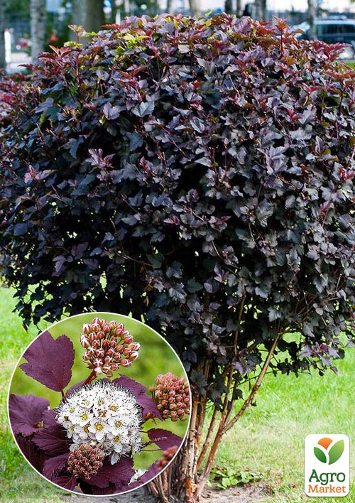 

Пухироплідник калинолистний Diablo С2, висота 20-40см