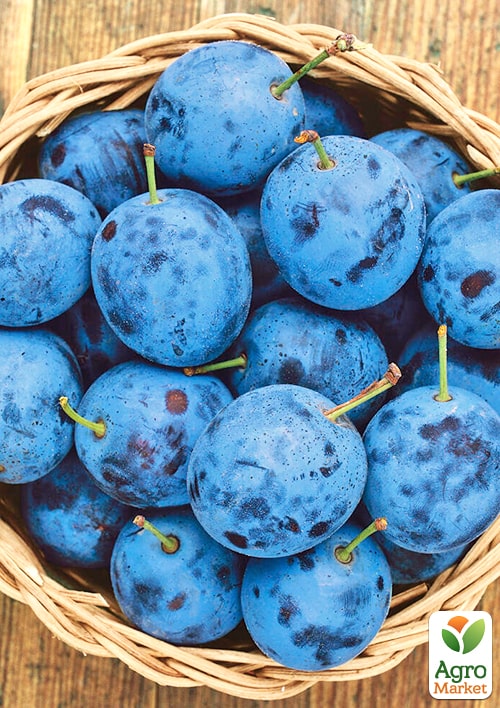 

Слива Емпресс