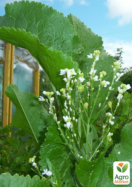 

Хрен Атлант (острая, пикантная пряность для консервации)