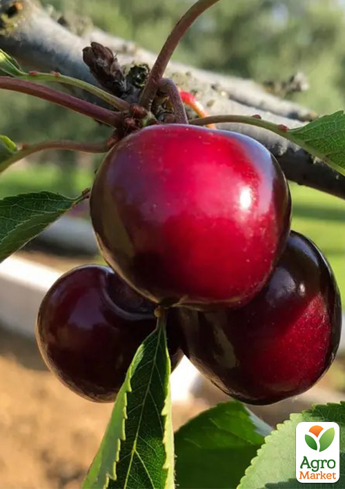 

Черешня Ред Гігант (великоплідний, літній сорт, середній термін дозрівання)