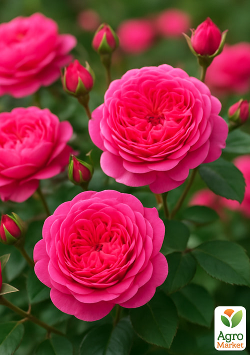 

Троянда англійська Boscobel (саджанець класу АА+) вищий сорт