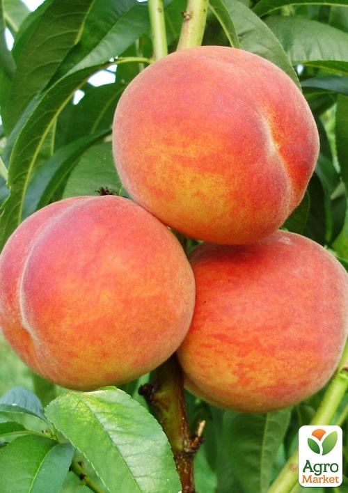 

Персик Ред Хевен (літній сорт, середній термін дозрівання)