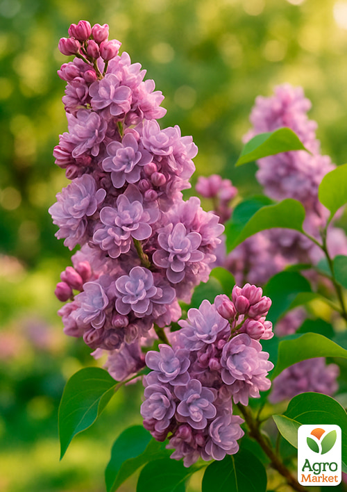 

Бузок темно-ліловий Marshal Lannes