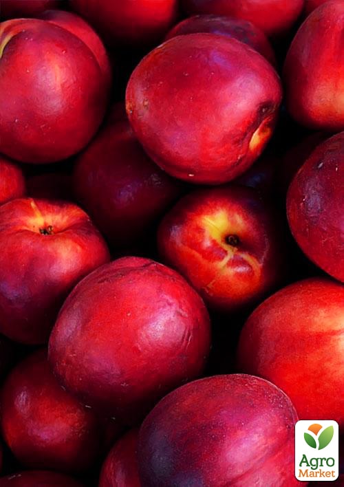 

Нектарин червонолистий (пізній термін дозрівання)