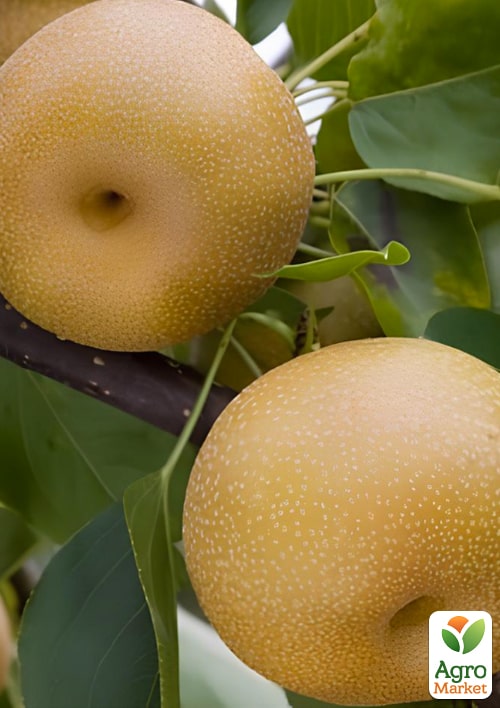 

Азіатська груша Пінго Лі (красива бронзова шкірка, суперсоковитий сорт)