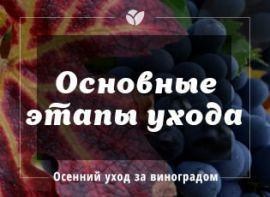 Що робити з виноградом восени: обрізка, підживлення, укриття | Agro-Market