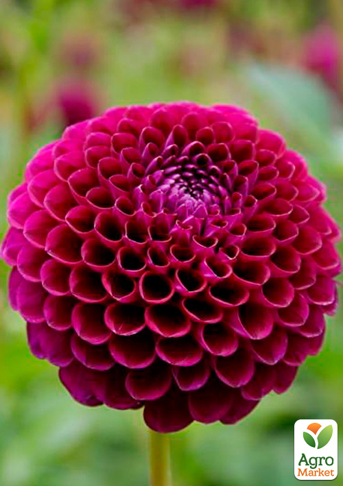 

Георгина Downham Royal