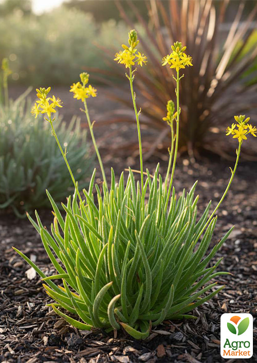 

Медикус (декоративное и лекарственное растение )