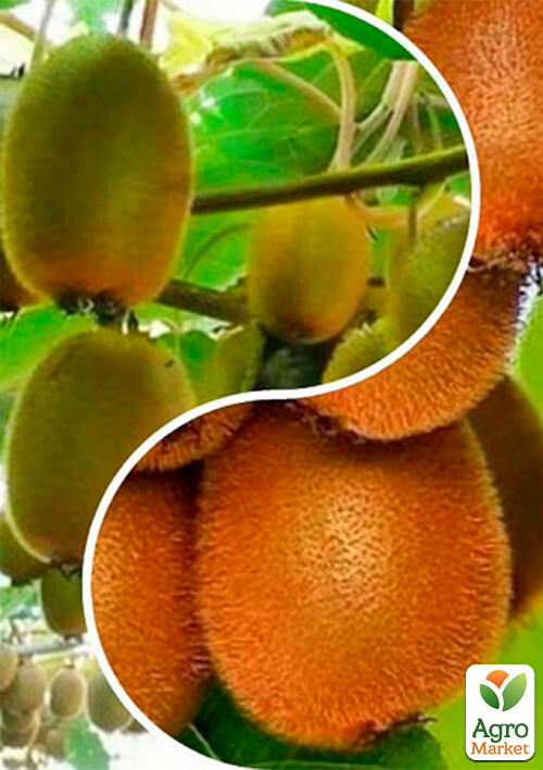 

Киви, комплект из 2-х сортов Изысканный тропик (Refined Tropic) 2шт саженцев