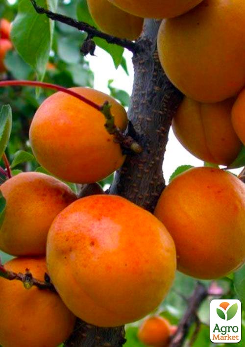 

Абрикос Полесский крупноплодный (летний сорт, средне-поздний срок созревания)