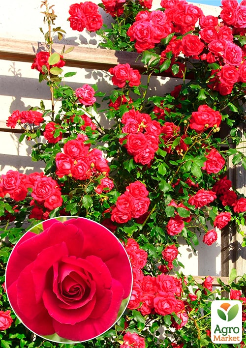 

Роза плетистая The Prince`s Trust (саженец класса АА+) высший сорт