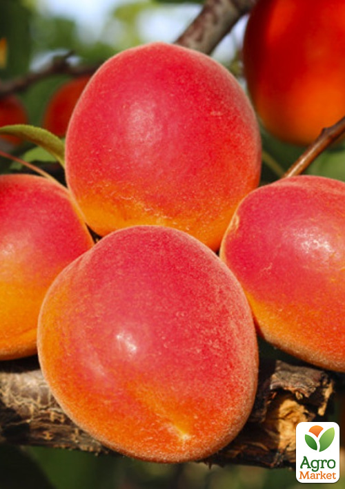 

Абрикос Микадо (летний сорт, ранний срок созревания)