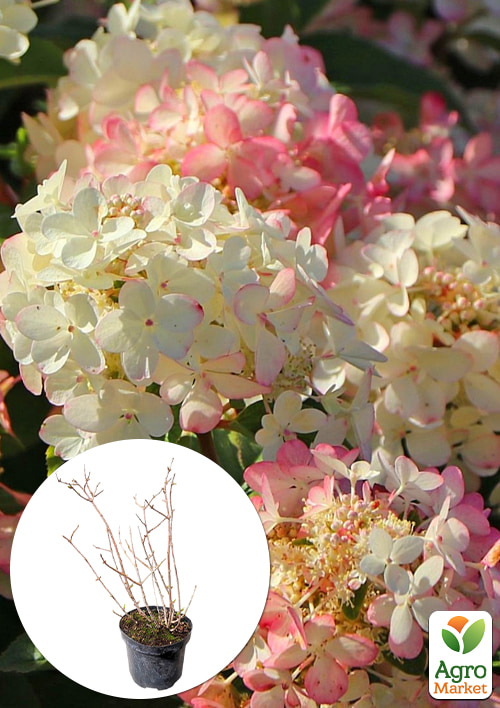 

Гортензия метельчатая 4-х летняя Petite Star, С4