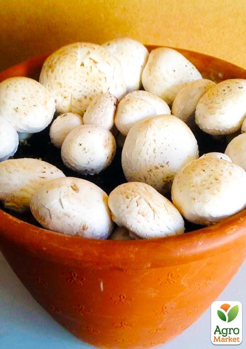 

Набор для выращивания грибов Шампиньон