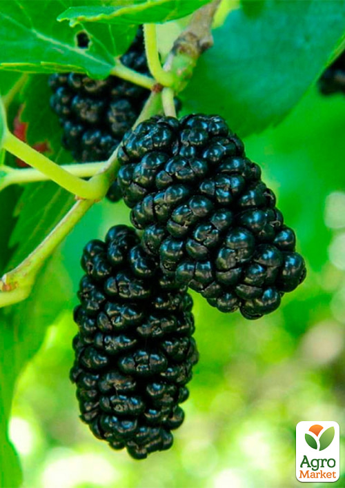 

Шелковица привитая крупноплодная Галиция (крупнолистная, летний сорт, средний срок созревания)