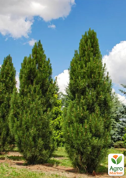 

Сосна 4-х летняя черная Piramidalis С3, высота 30-35см