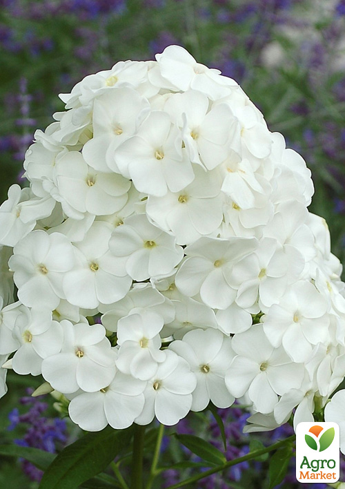 

Флокс многолетний David