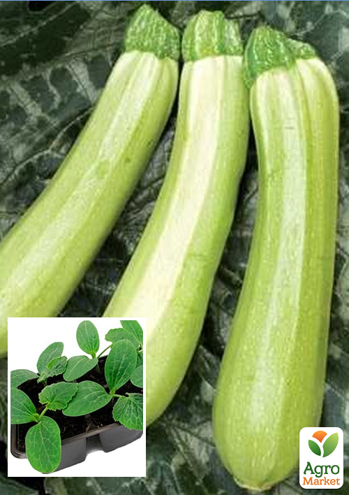 

Розсада Кабачок «Кавілі F1» (фермерське вирощування)