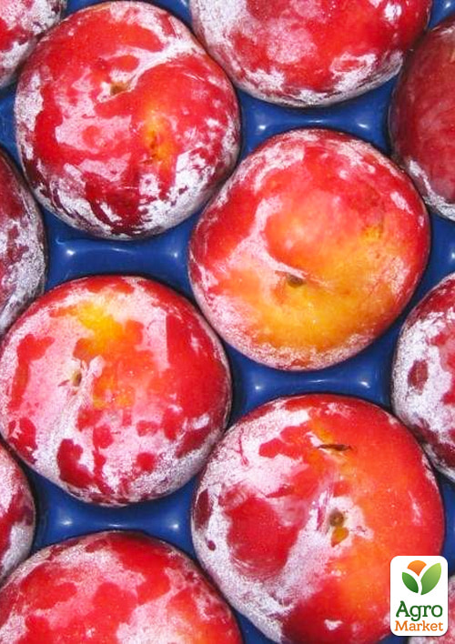 

Слива диплоидная Оутем Гло (осенний сорт, поздний срок созревания)