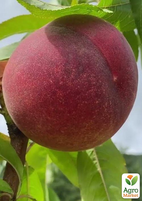 

Персик Тендресс (великоплідний, морозостійкий, пізній термін дозрівання)