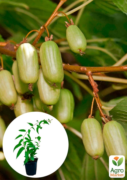 

Актинідія Смарагдова (міні-ківі, морозостійкий сорт, пізній термін дозрівання)