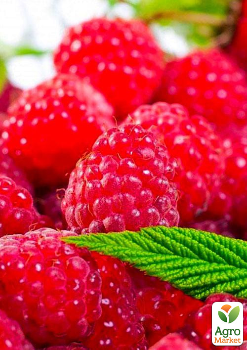 

Малина Джоан Джей (ремонтантний безшипий високоврожайний сорт шотландської селекції) 1-річний саджанець