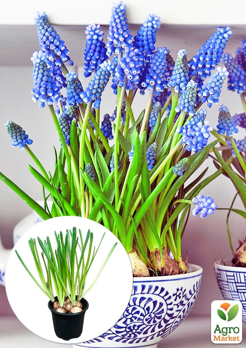 

Мускарі Armeniacum укорінені