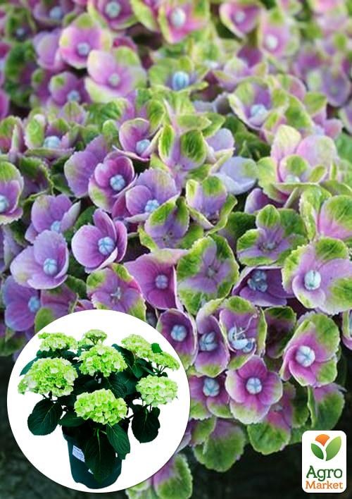 

LMTD Гортензия цветущая macrophylla "Magical Amethist" 5-и летняя (высота 45-65см)