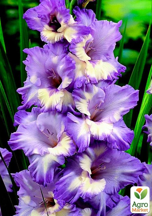 

Гладіолус Blue Frost 3шт