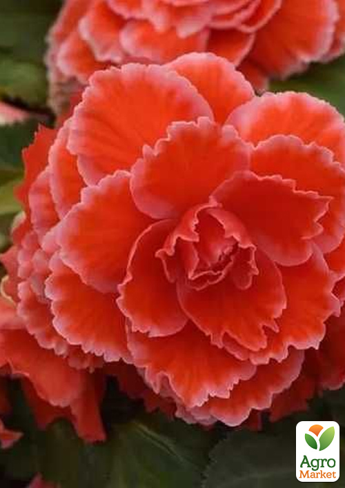 

Бегония Америгибрид F1 picotee lace red ТМ Профессиональные семена 100шт