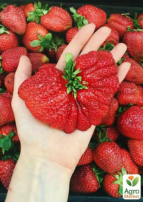 

Полуниця Богота (Bogota) 5шт (пізній термін дозрівання, великоплідний сорт)