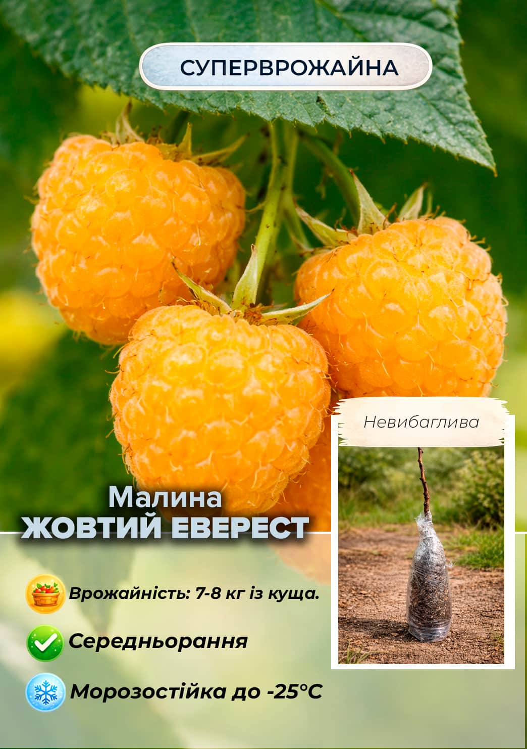 

Эксклюзив! Малина Golden Everest (Желтый Эверест) (среднеранний срок созревания, крупноплодный сорт) 1-летний саженец