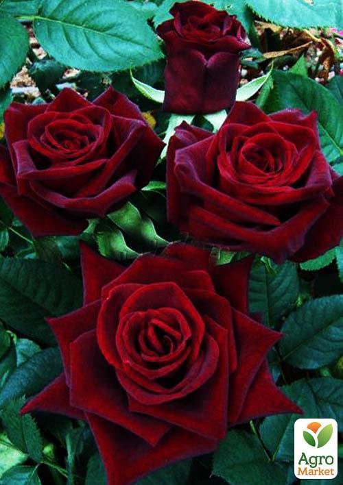 

Троянда чайно-гібридна Чорна магія (саджанець класу АА +) вищий сорт