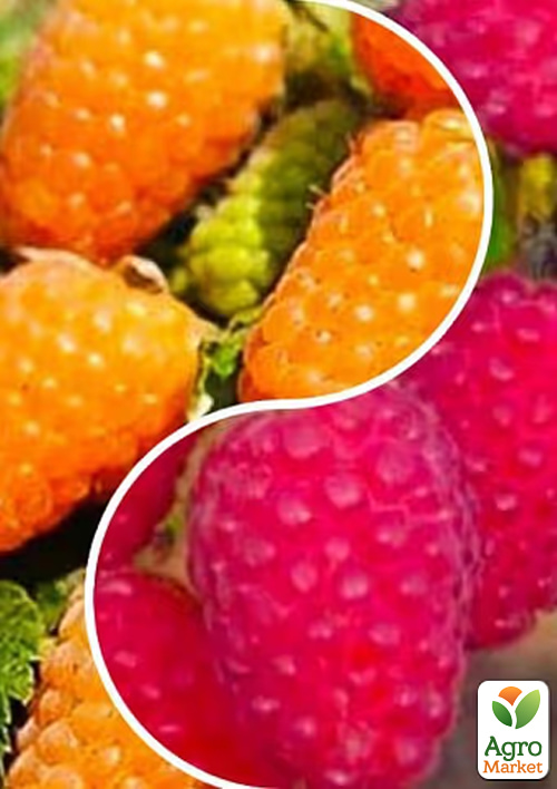 

Малина, комплект з 2-х сортів Пік насолоди (Peak of pleasure) 2шт саджанців