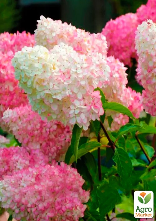 

Ексклюзив! Гортензія волотиста біло-рожева Любовна історія (Love Story) (рясно квітучий сорт)