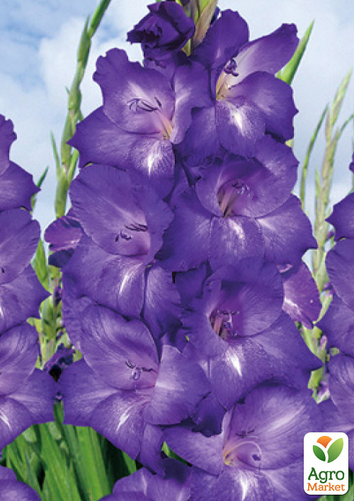 

Гладіолус Performer