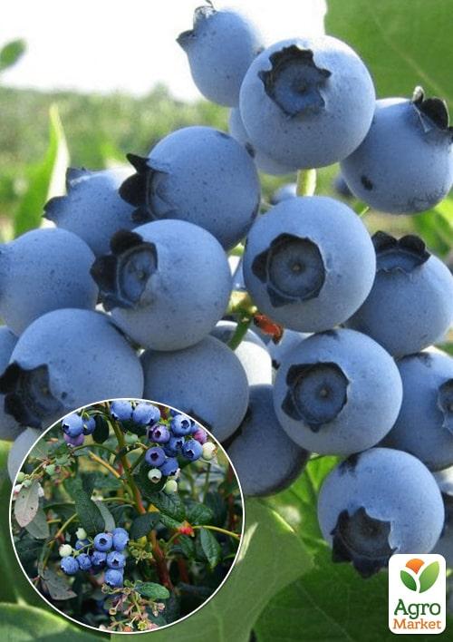 

Ексклюзив! Лохина (чорниця садова) темно-блакитна Діамант (Diamond) (преміальний сорт з відмінним смаком, середній термін дозрівання)