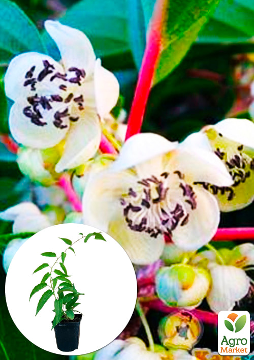 

Актинідія коломікта Адам(запилювач, морозостійкий сорт)