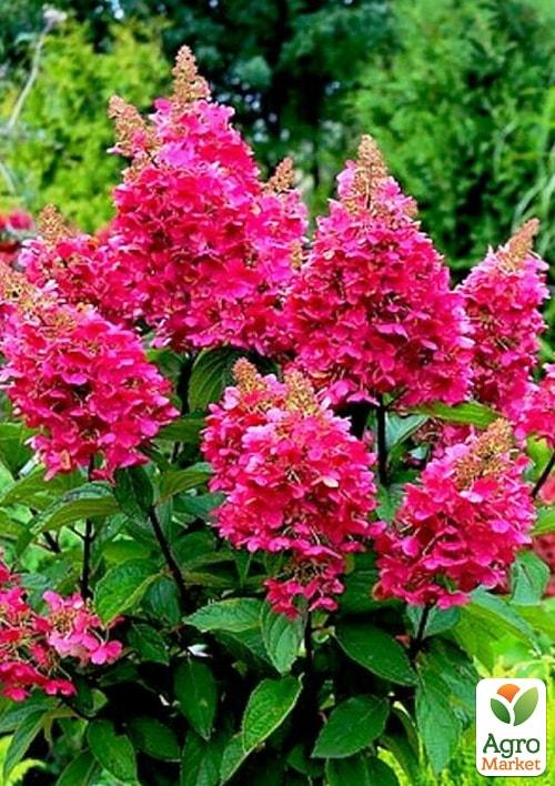 

Ексклюзив! Гортензія волотиста буро-червона Ламбо (Lambo) (преміальний сорт, з неймовірним медовим ароматом)