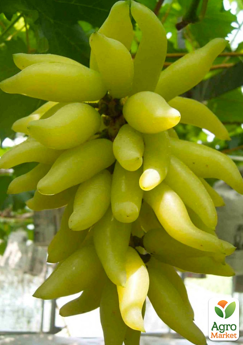 

Виноград Голд Фінгер (карамельно-фруктовий смак, ранній сорт японської селекції)