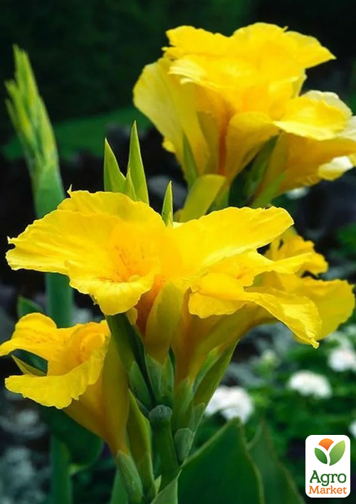 

Канна Yellow King Humbert