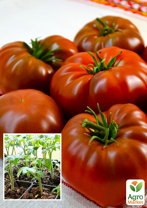 

Розсада Томат Адора з РАФ (фермерське вирощування) крупний, 1шт в упаковці