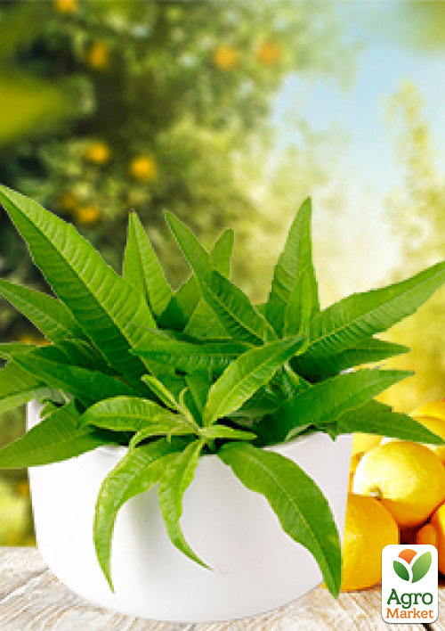 Алоизия цитродора (лимонная вербена, имеет успокаивающие свойства) 1 саженец в упаковке