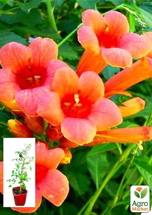 

Кампсис укореняющийся 2-х летний Габор(Campsis radicans ’Gabor’) С2 высота 30-60см