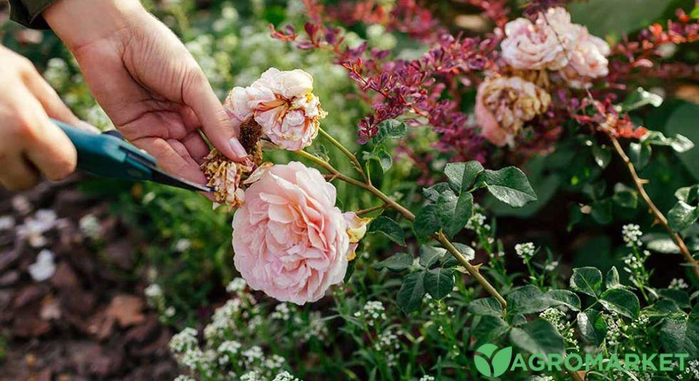 Обрезка роз после цветения: подробный гайд и советы от профессионалов -Agro-Market