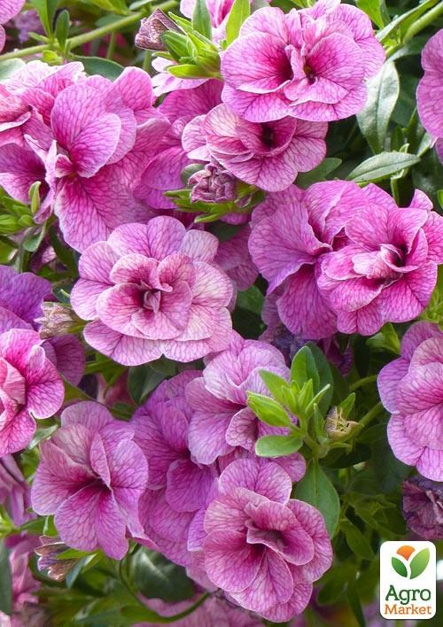 

Калібрахоа Calita Double Rosy (контейнер №10, висота 10-15см)