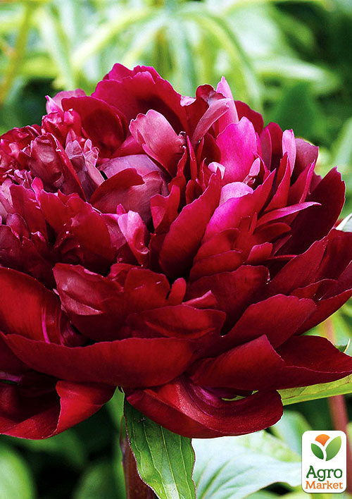 

Півонія трав'яниста Armani NEW