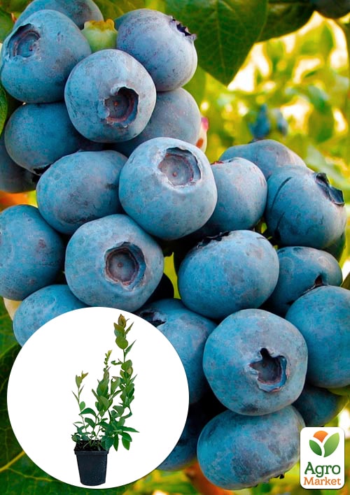 

Эксклюзив! Голубика (черника садовая) голубая Витаминка (Vitaminka) (премиальный раннеспелый сорт, устойчив к болезням)