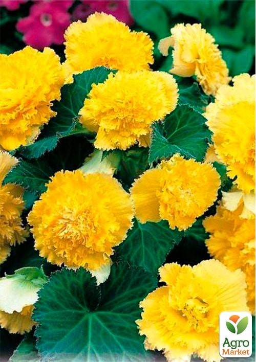 

Бегонія Фімбріата жовта 1шт